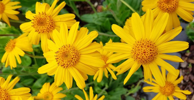 گیاه آرنیکا (گل همیشه بهار کوهی)، معجزه‌ای با 14 خاصیت فوق‌العاده